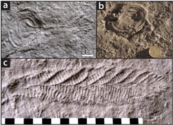 Charnian fossils